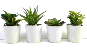 Green Succulent Plant In Ceramic Pot £2.99 each Dunelm
